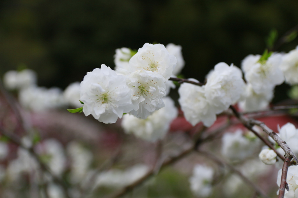 桃の花　①