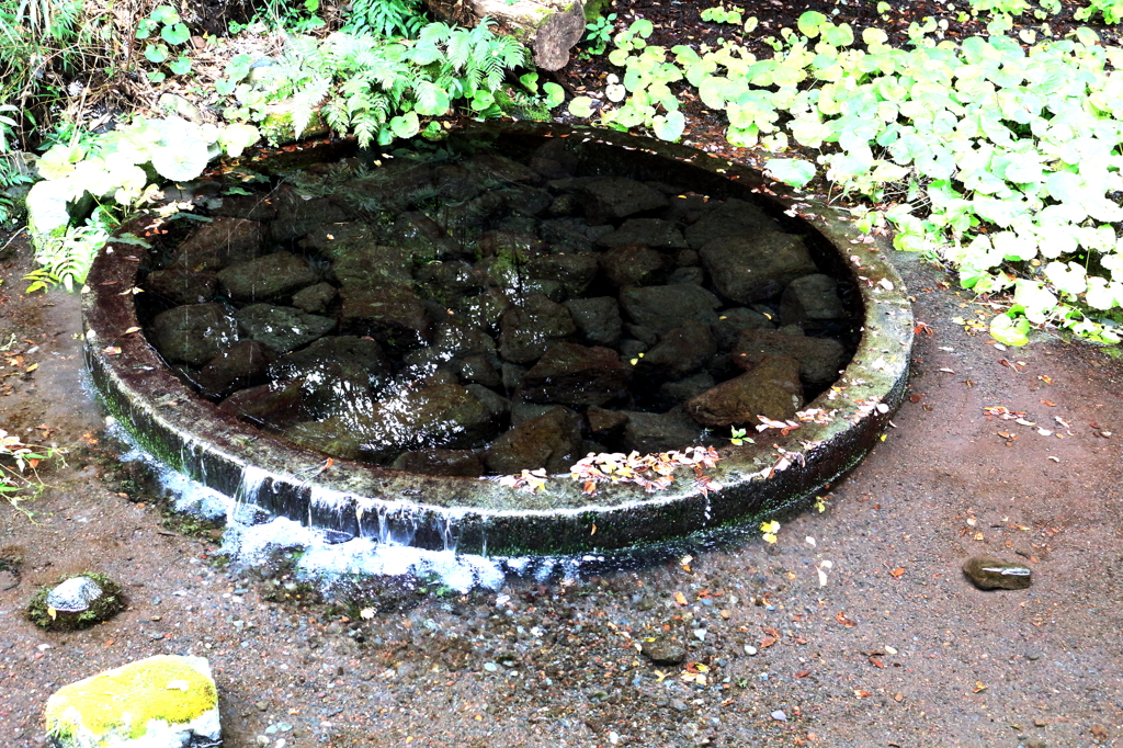 柿田川湧水群　わき間