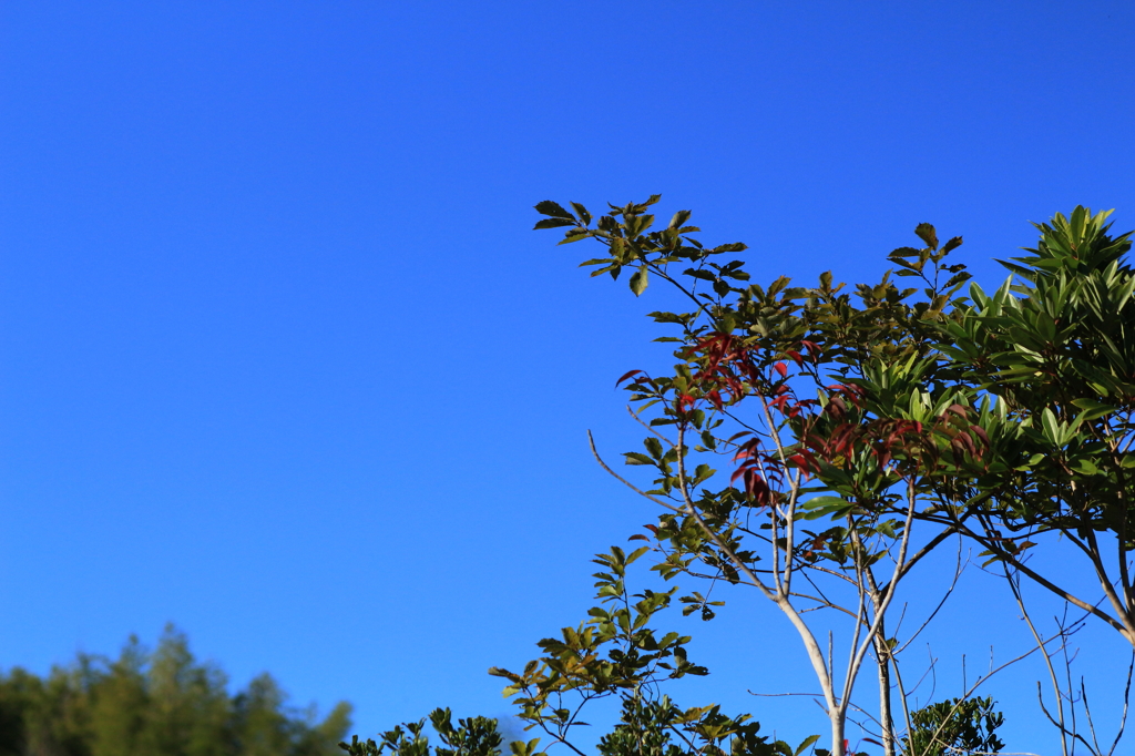 快晴とちょこっと紅葉