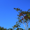 快晴とちょこっと紅葉