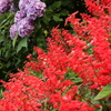サルビアと紫陽花