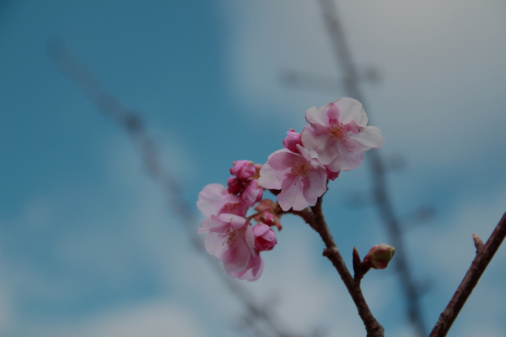 咲きはじめ