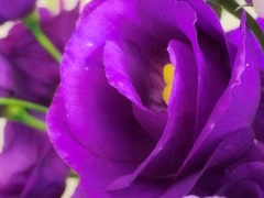 薔薇ではない紫の花