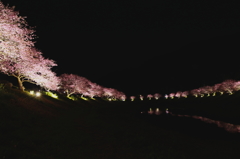 みなみの桜　ライトアップ　②