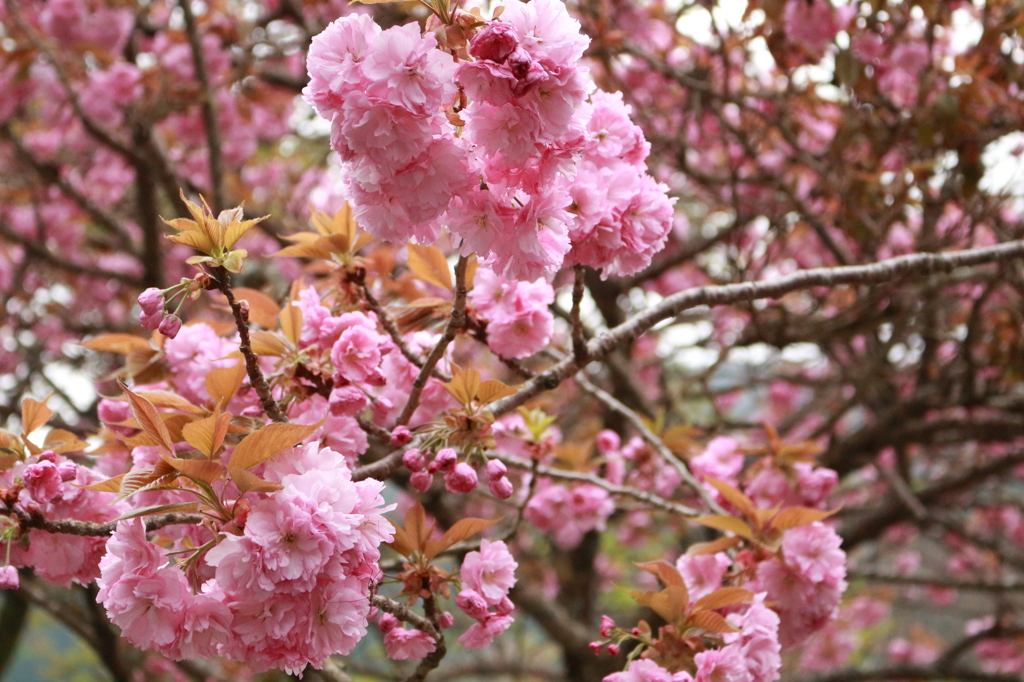 八重桜