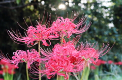 天界に咲く花・曼珠沙華　1