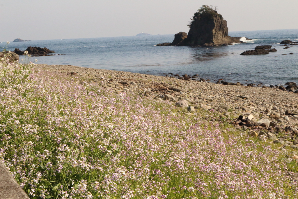 逢ヶ浜と浜だいこん