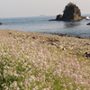 逢ヶ浜と浜だいこん