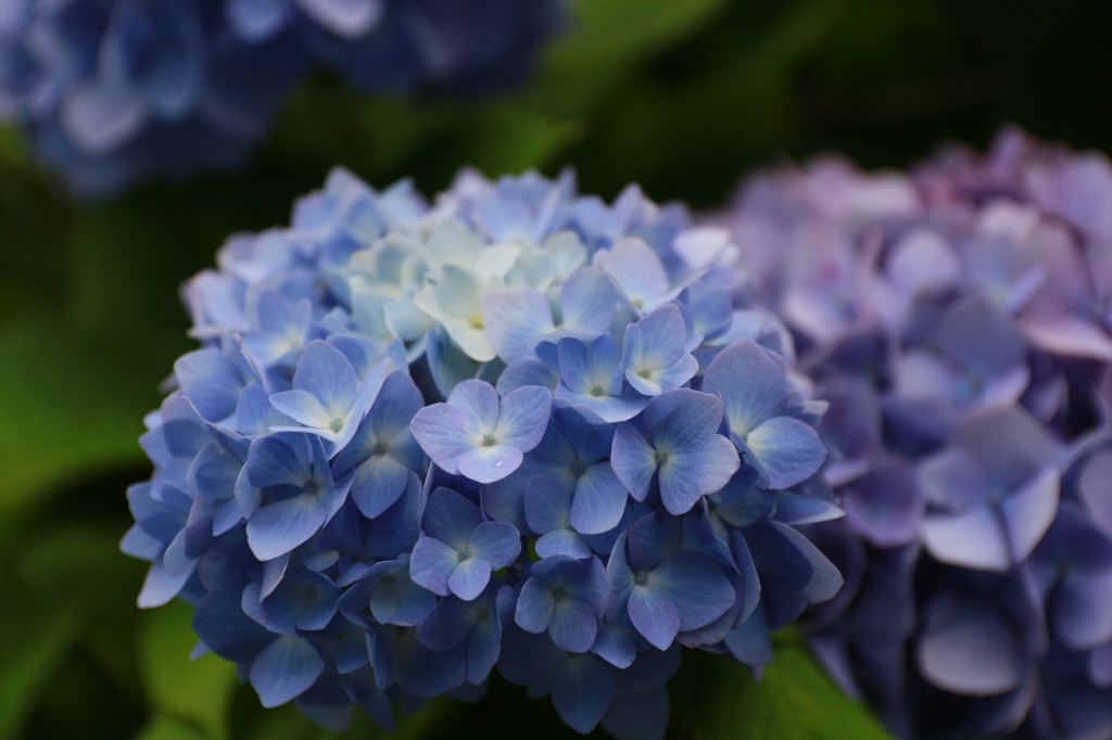 紫陽花　２