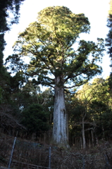 太郎杉