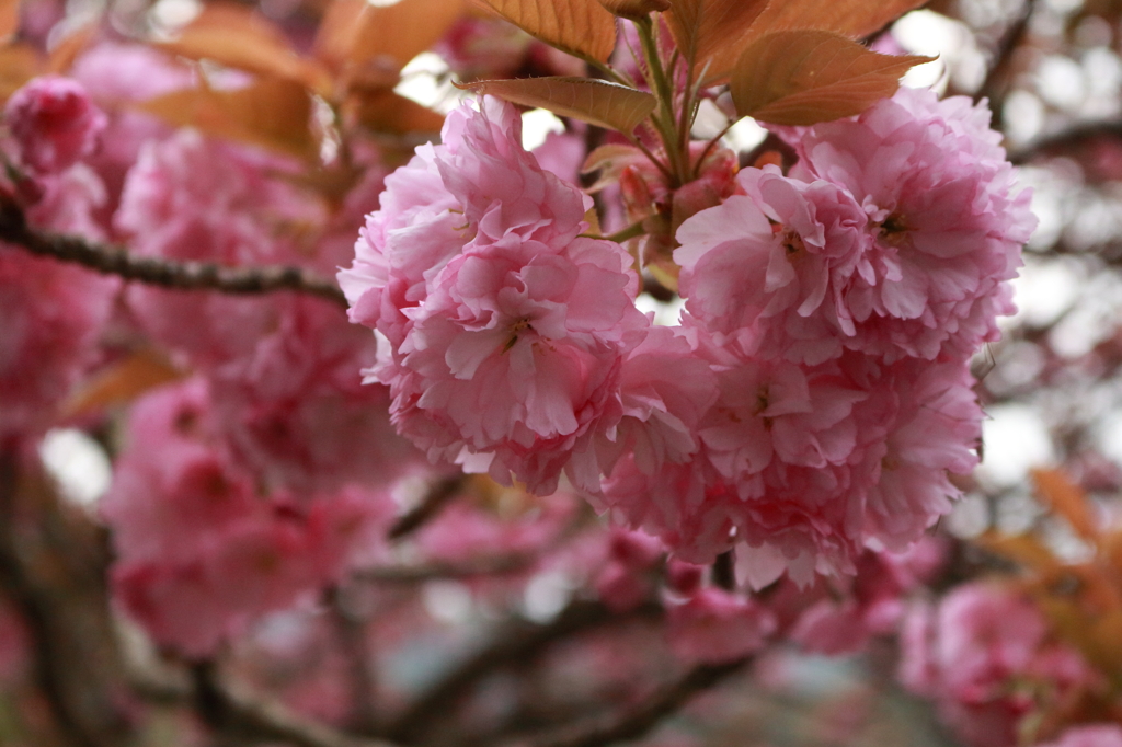 八重桜　２