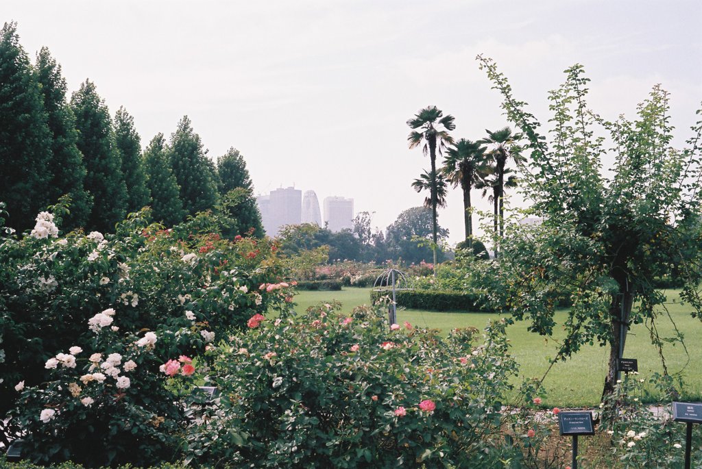 IMAGE006