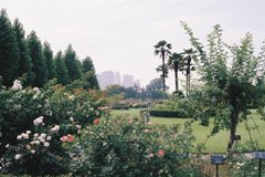 IMAGE006