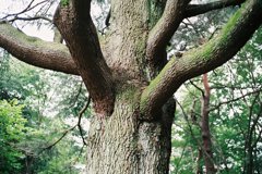 IMAGE006