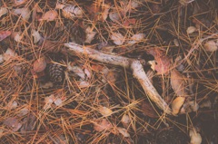 森の絨毯