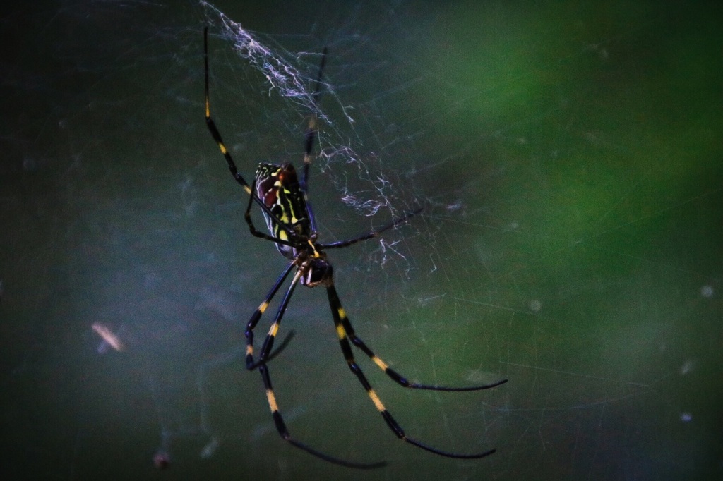 SPIDER!           