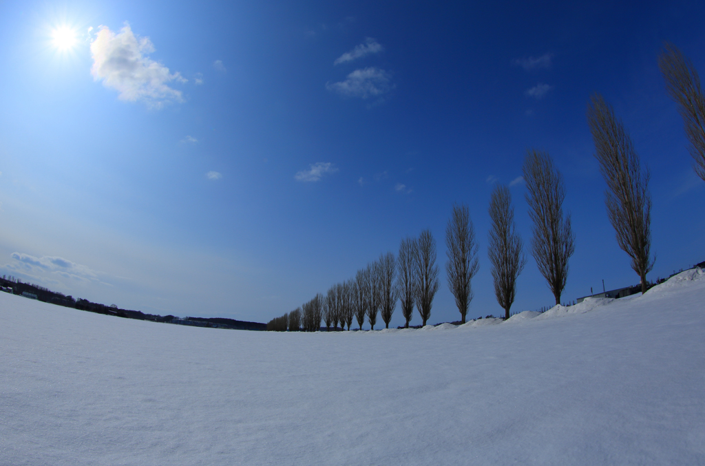 雪国ポプラ並木