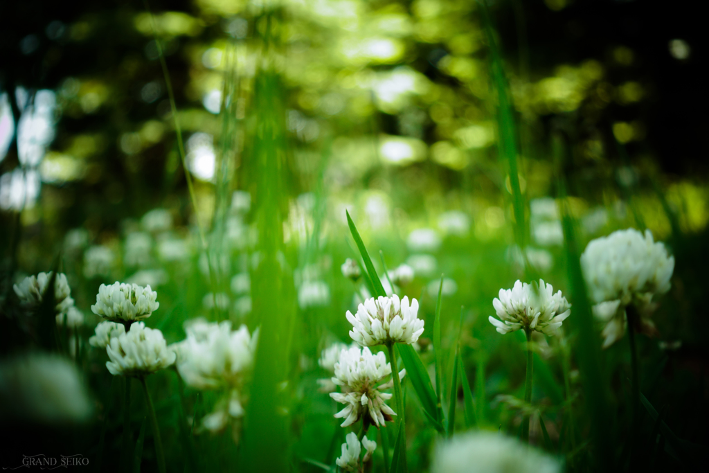 White Clover Seeds