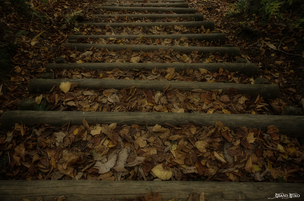 闇の紅葉階段