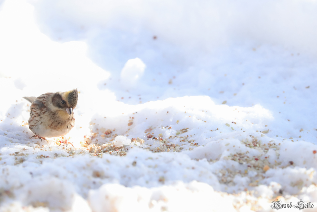 カシラダカ 積雪宝探し