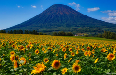 太陽の華！