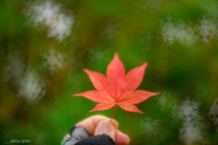 雪結晶舞う秋