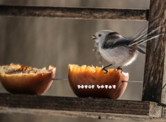 エナガの食事(※モーションフォト)