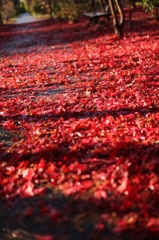 陽光煌めく紅葉絨毯