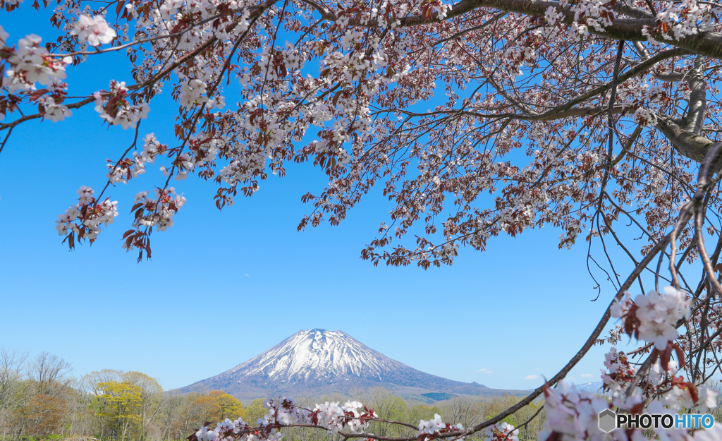 桜抱擁