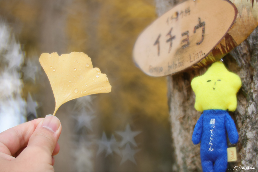 銀杏物語