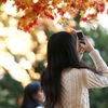 紅葉に魅せられる貴女