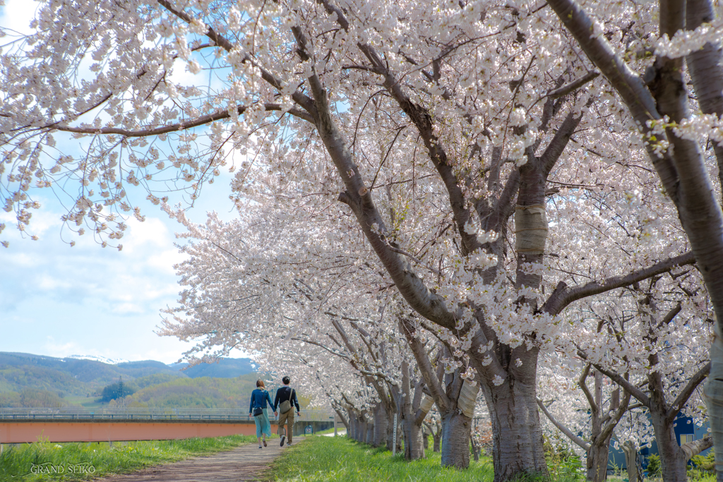 Cherry Blossom Trees Road