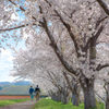 Cherry Blossom Trees Road