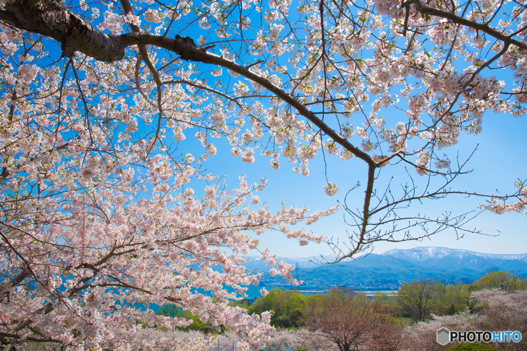 桜空