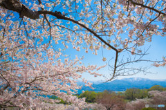 桜空