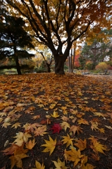 中島公園 ヤマモミジ ロード