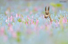 夢幻世界の朝食