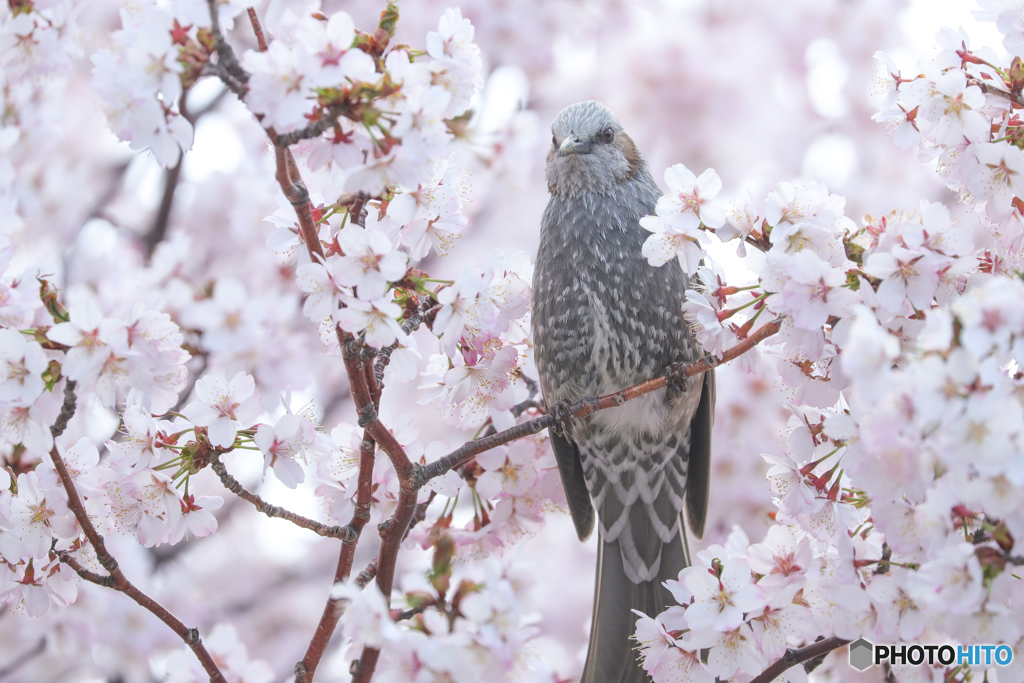 桜ヒヨちゃん