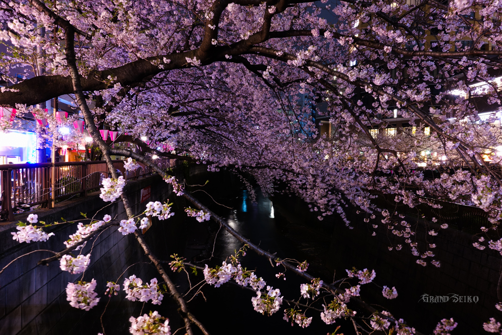目黒桜 
