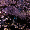 目黒桜 