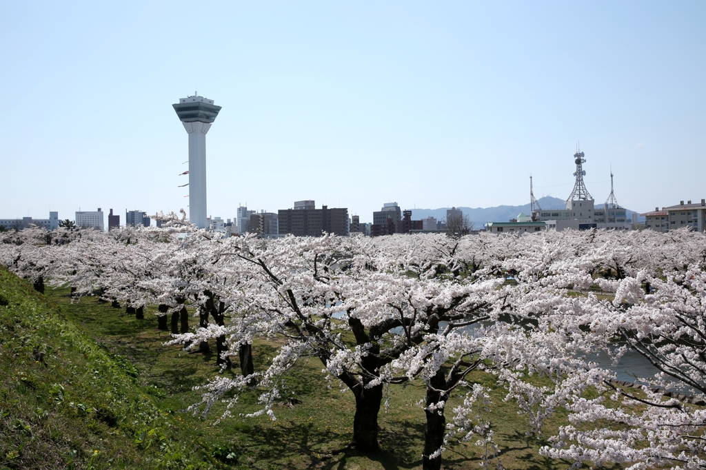 函館五稜郭公園 荘厳華麗 桜スペクタクル