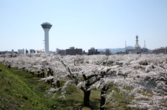 函館五稜郭公園 荘厳華麗 桜スペクタクル