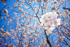 桜のシャワー 