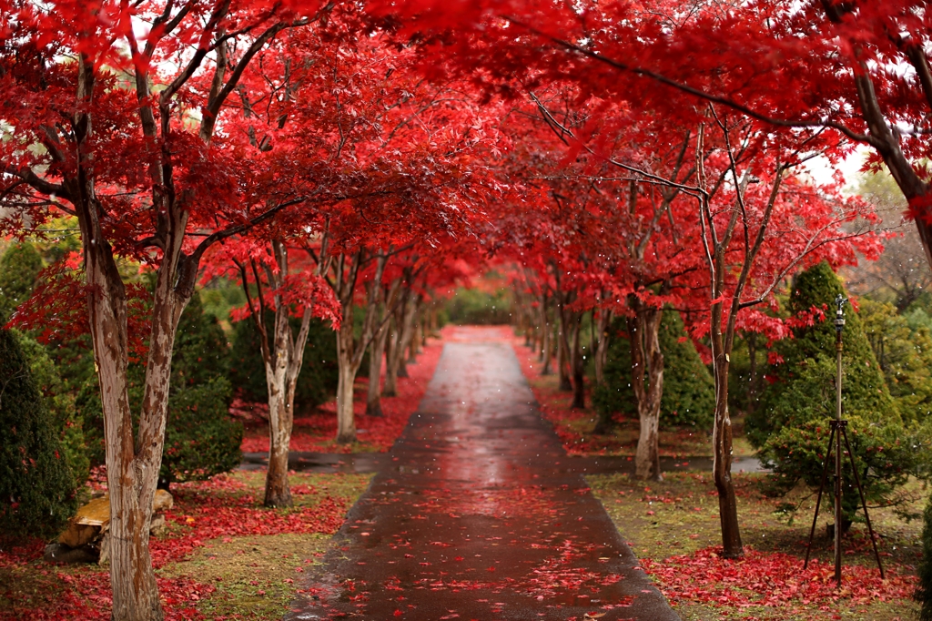 静寂の紅葉トンネル