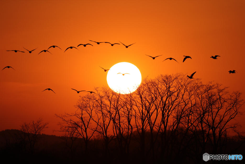 夕陽に吠える