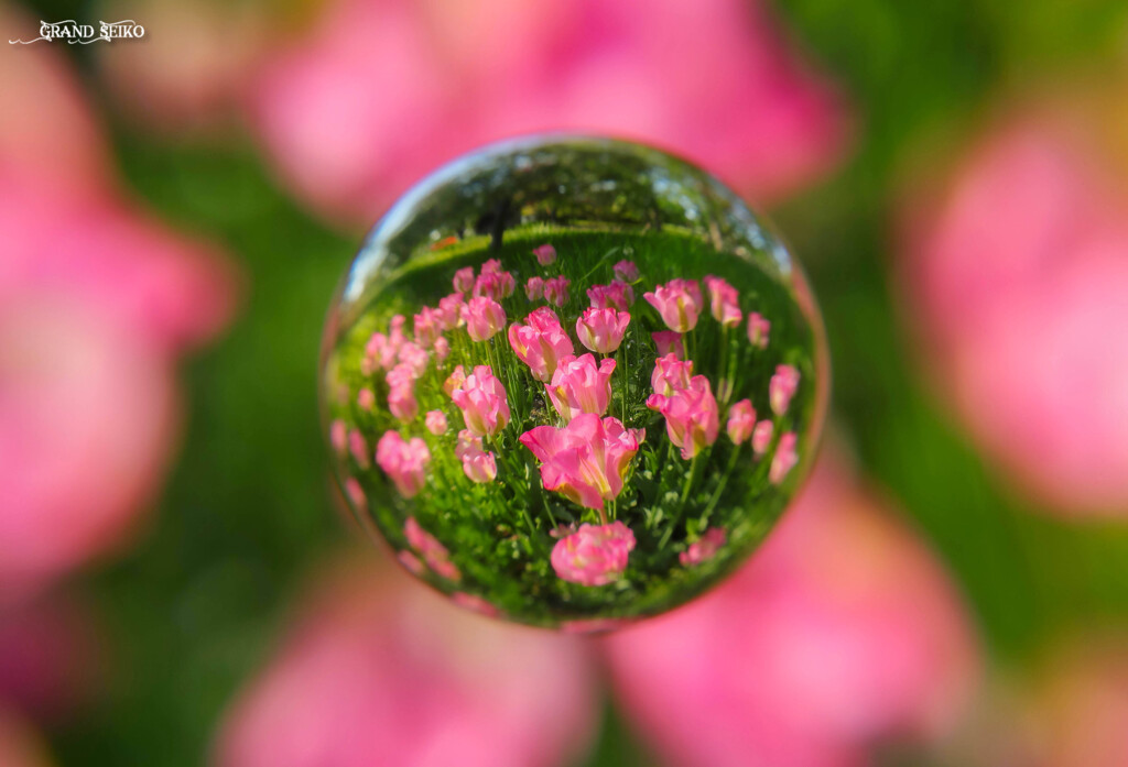 花の都