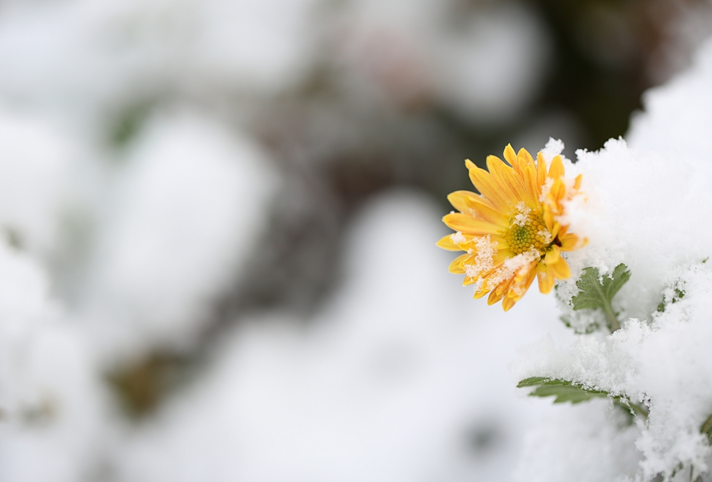 初雪の一輪