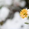 初雪の一輪