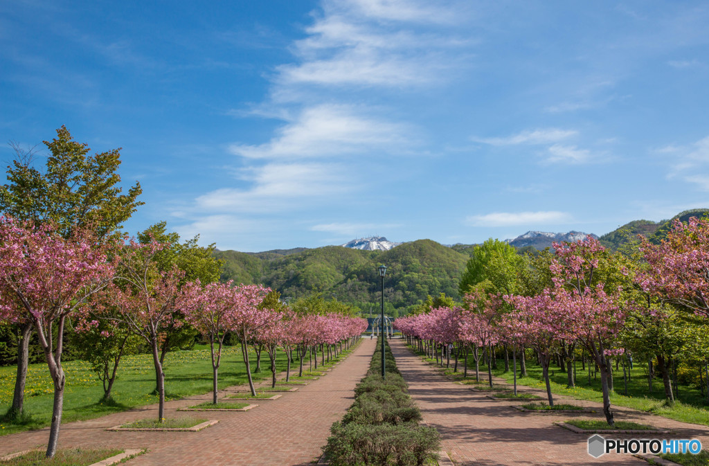 桜岳