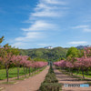 桜岳